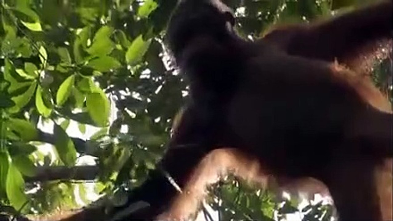 Orangutan Island - Se1 - Ep09 - House of Cards HD Watch HD Deutsch