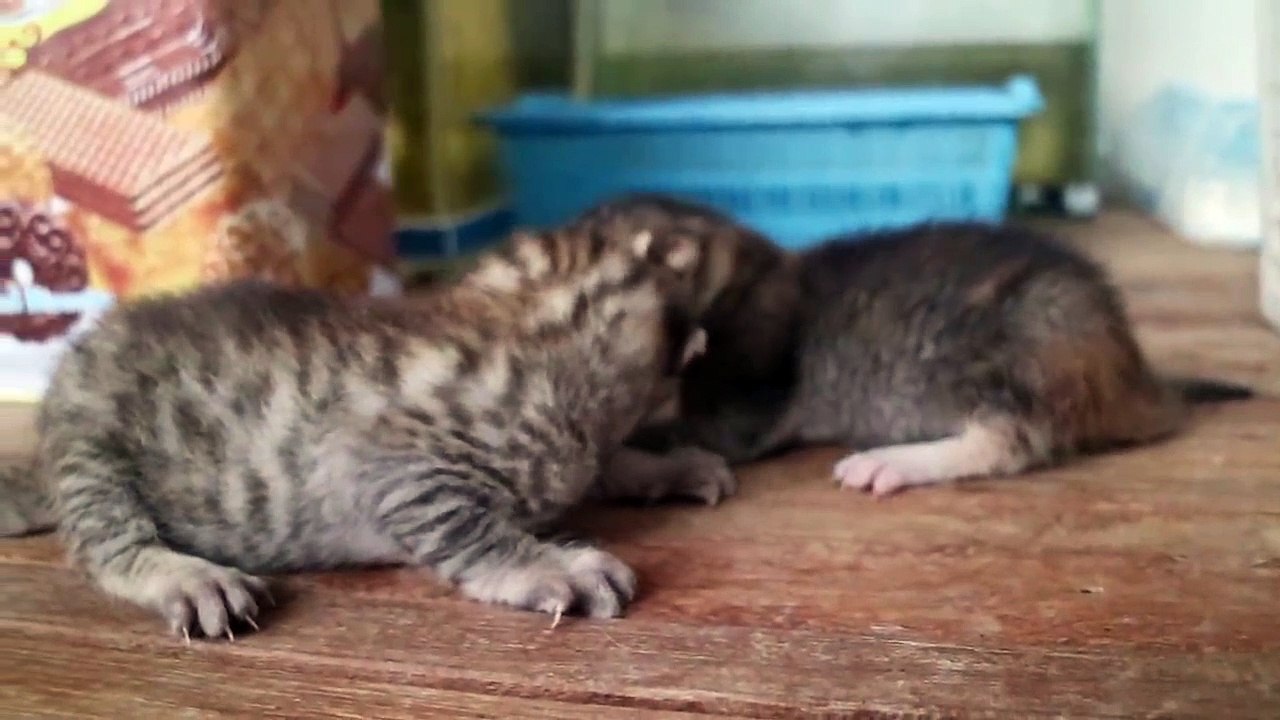 CUTE KITTEN LOOKING FOR HER MOMMY / SUARA ANAK KUCING MEMANGGIL INDUKNYA