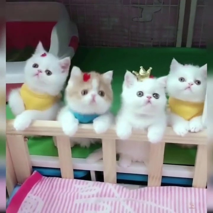Cute Cats