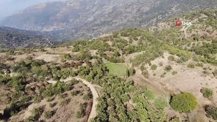 Kestanede "Dal Kanseri" üreticilerin korkulu rüyası oldu