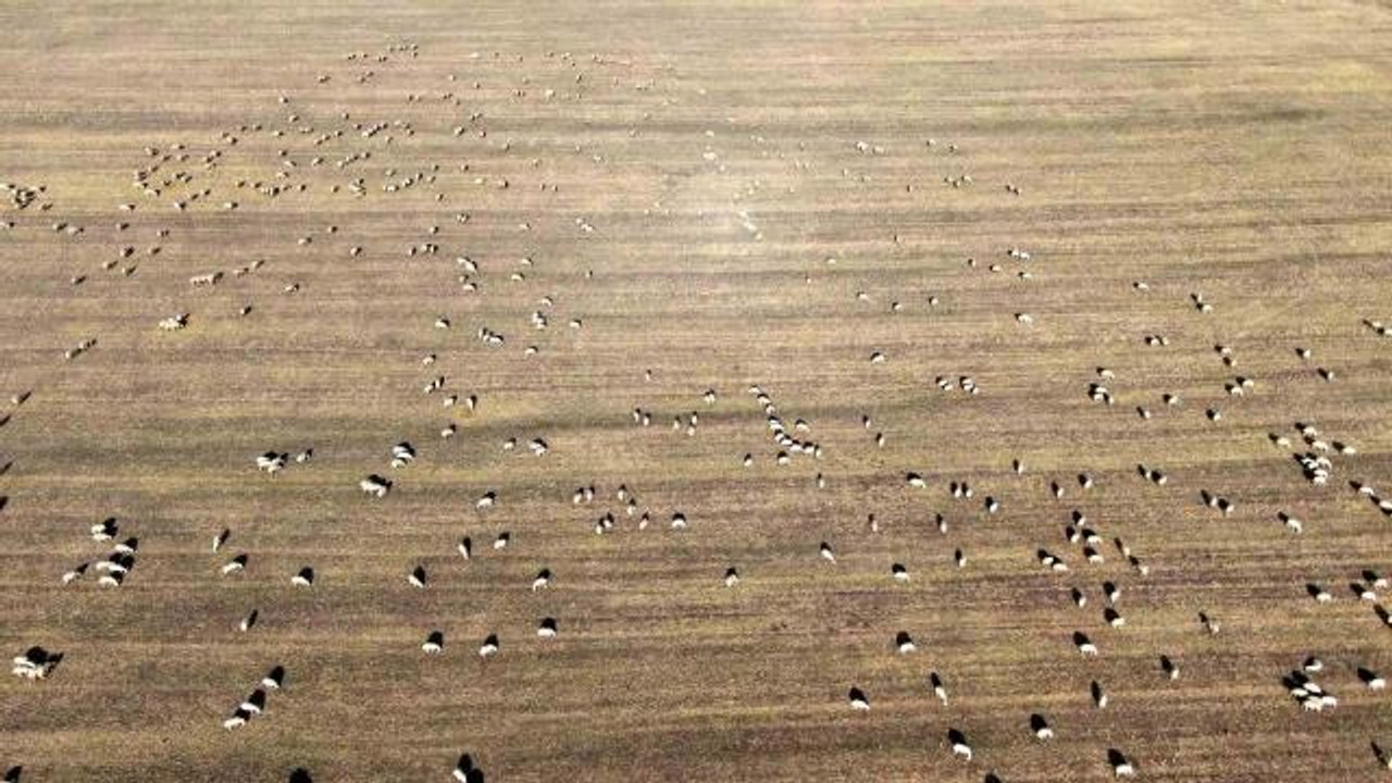 Sivas haberi | Anadolu'nun koyun ihtiyacı Sivas'tan karşılanıyor
