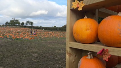 Why are pumpkin patches so popular? We visit one in Northumberland to find out