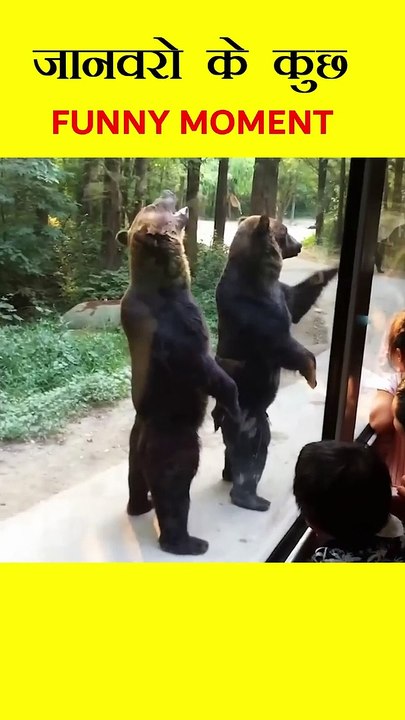 जानवरों के ऐसे Funny Moments जो आपको हसा देंगे _ Funny Moments Of Animals _ #shorts