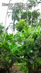 Heavy wind and rain in kokan Maharashtra