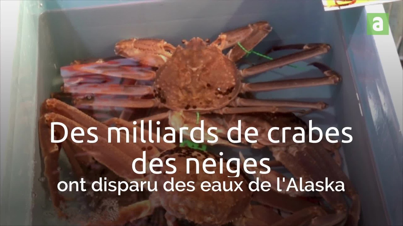 Des milliards de crabes des neiges ont disparu des eaux de l'Alaska