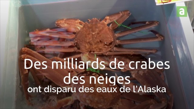 Des milliards de crabes des neiges ont disparu des eaux de l'Alaska