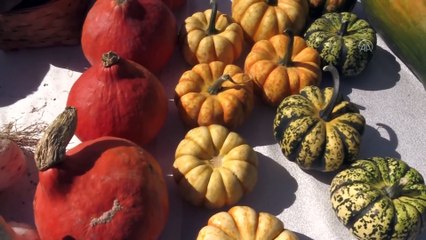 ‘Hokkaido’ kabağı Bayburt toprağını sevdi