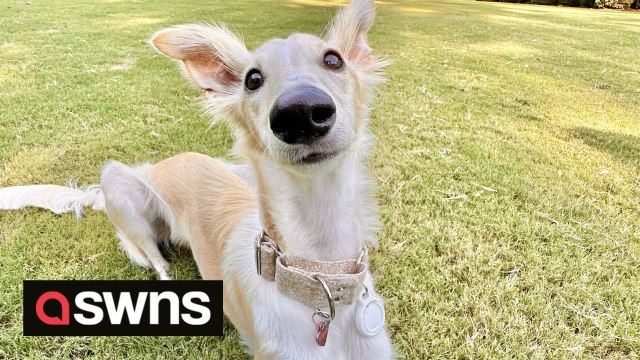 Dog obsessed with horses teaches herself how to watch videos of the animals on owner's iPad