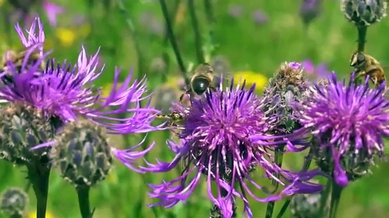 Musik Relaksasi yang Indah • Musik untuk membantu Anda tidur @musik @musikrelaks