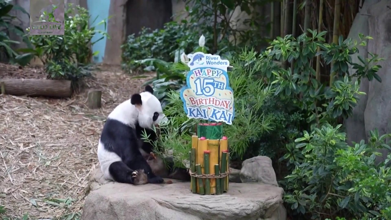 WORLD'S GIANT PANDA'S CELEBRATES ITS 15TH BIRTHDAY | Kai Kai and Jia Jia's Birthdays