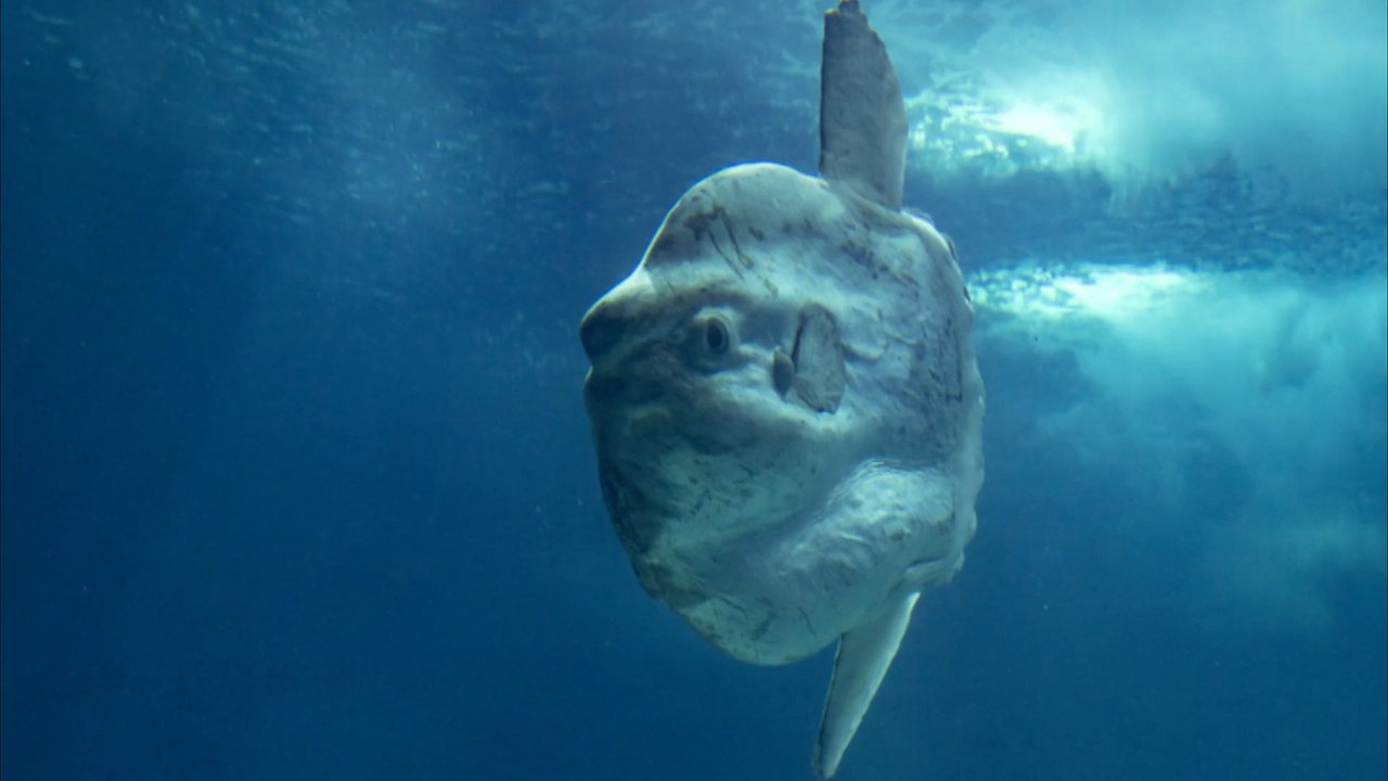 Forscher finden weltrekord-mondfisch