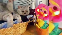 Funniest Cats Try not to laugh impossible/Cute Cat Funny Cats/Try Not to laugh