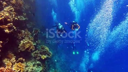 Group Penyelam bawah Laut exploring pemandangan bawah laut