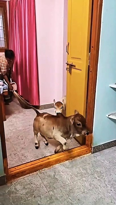 Indian cow lover 968