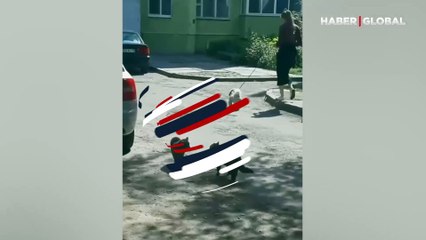 Kedilerin kavga etmesi için uğraşan karga, 'kavgayı böyle çıkardı'