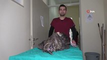 Nesli tükenme tehlikesindeki 'kara akbaba' ampute edildi