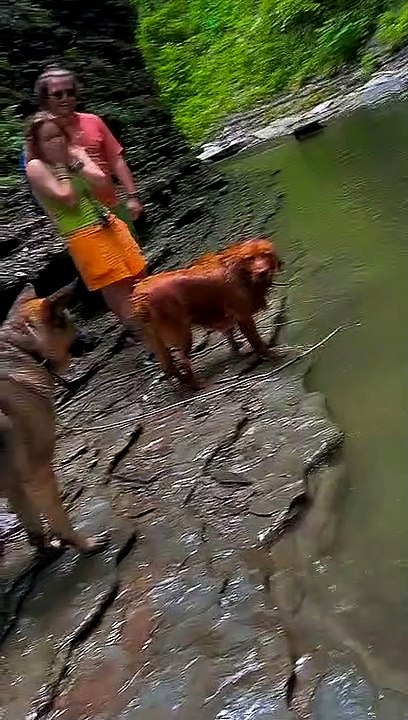 Big Red Dog Swallows a Baby Snapping Turtle Whole