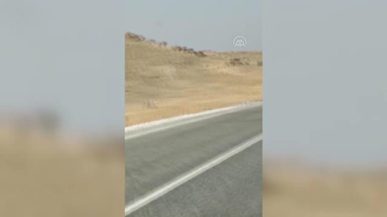 Kızıl akbabalar sürü halinde görüntülendi