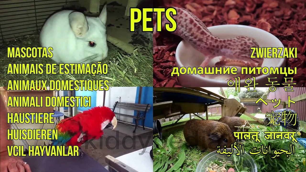 Exotic Pets & Small Pets | Kiddypedia | Pets for Kids | Pet animal noises for kids to learn