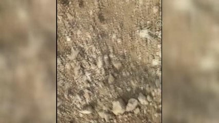 Doğada nadir görülen "bozkır keleri" görüntülendi