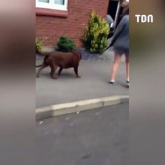 Ce chien veut absoluement ramener cette énorme branche chez lui