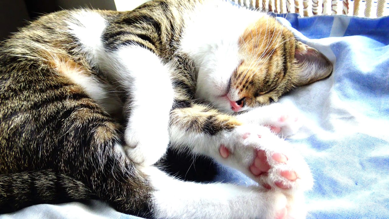 Kitten Sleeping Beauty