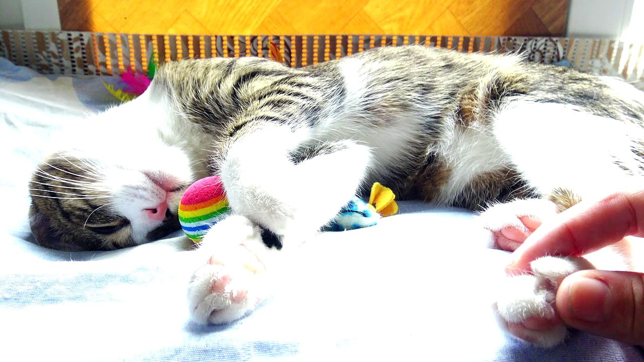 Sleep, Sweet Kitten