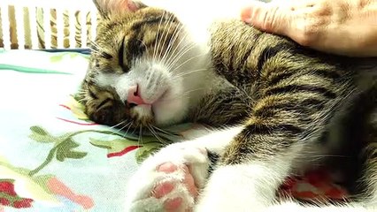 Small Cat Moves His Leg and Purrs
