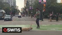 Stubborn pup refuses to move at a busy crosswalk forcing his owner to pick it up and CARRY it to safety