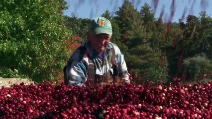 Cranberry farms fight climate change to keep Thanksgiving staple on US tables