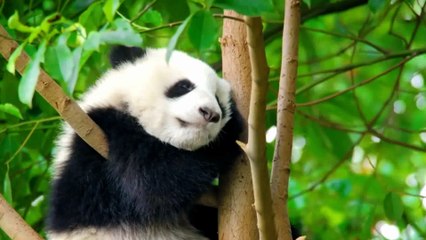 Flora & Fauna Of Asia. Part-3