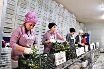 Son dakika ekonomi: Savaşan ülkelere durma noktasına gelen tarım ürünleri ihracatı yeniden başladı