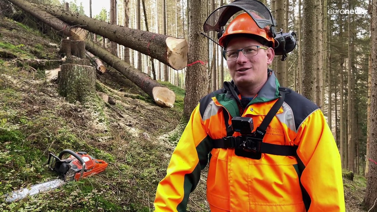 Hitze und Trockenheit: Buchdrucker bekommt Hunger auf Frischfichte