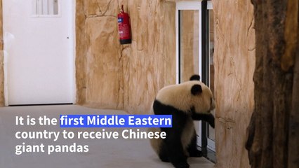 Qatar gets the Middle East's first pandas to mark the World Cup