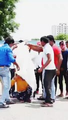 Funny Animal Videos That Are IMPOSSIBLE Not To Laugh At~