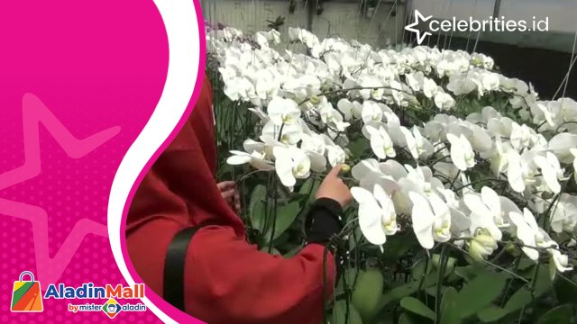 Rauf Cuan Jutaan Rupiah dengan Mengembangkan Tanaman Anggrek Impor Taiwan