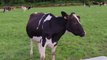 Cow Moo, Horse, Animal Sounds for Children, Learn Animal Sounds, #animalsounds