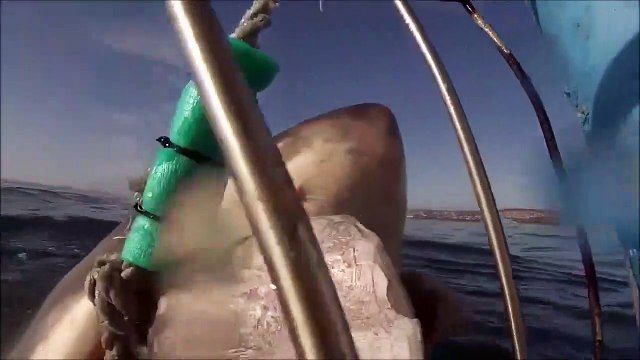 2 grands requins blancs pourchassent un bateau