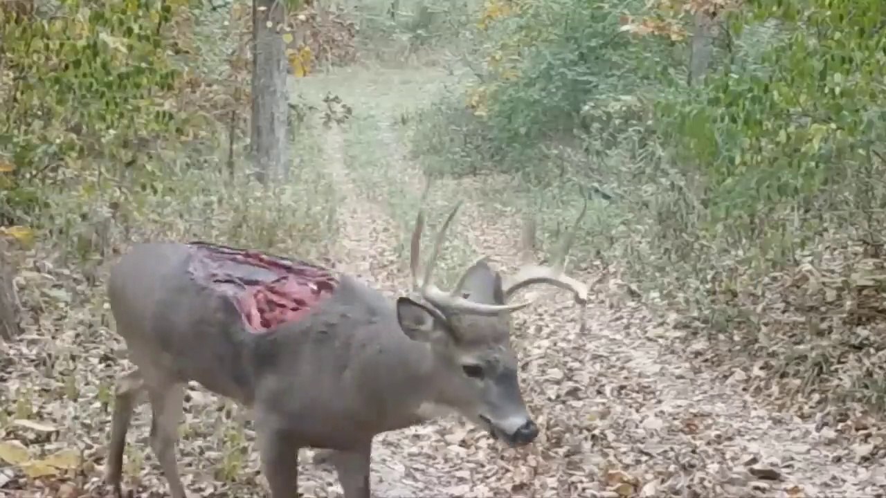 Amazing.. Animals that miraculously escaped death - an incredible thing! مدهش .. حيوانات نجت من الموت بأعجوبة - شئ لا يصدق !