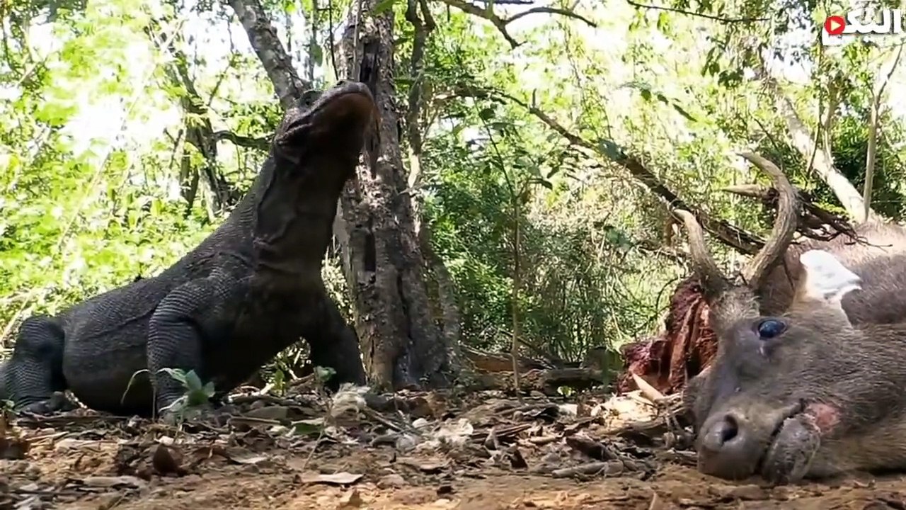 هجوم تنين الكومودو لن تصدق قوته الرهيبة ! Komodo Dragon