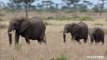 Wildlife Documentary - The Journey of Survival وثائقي الحياة البرية - رحلة البقاء