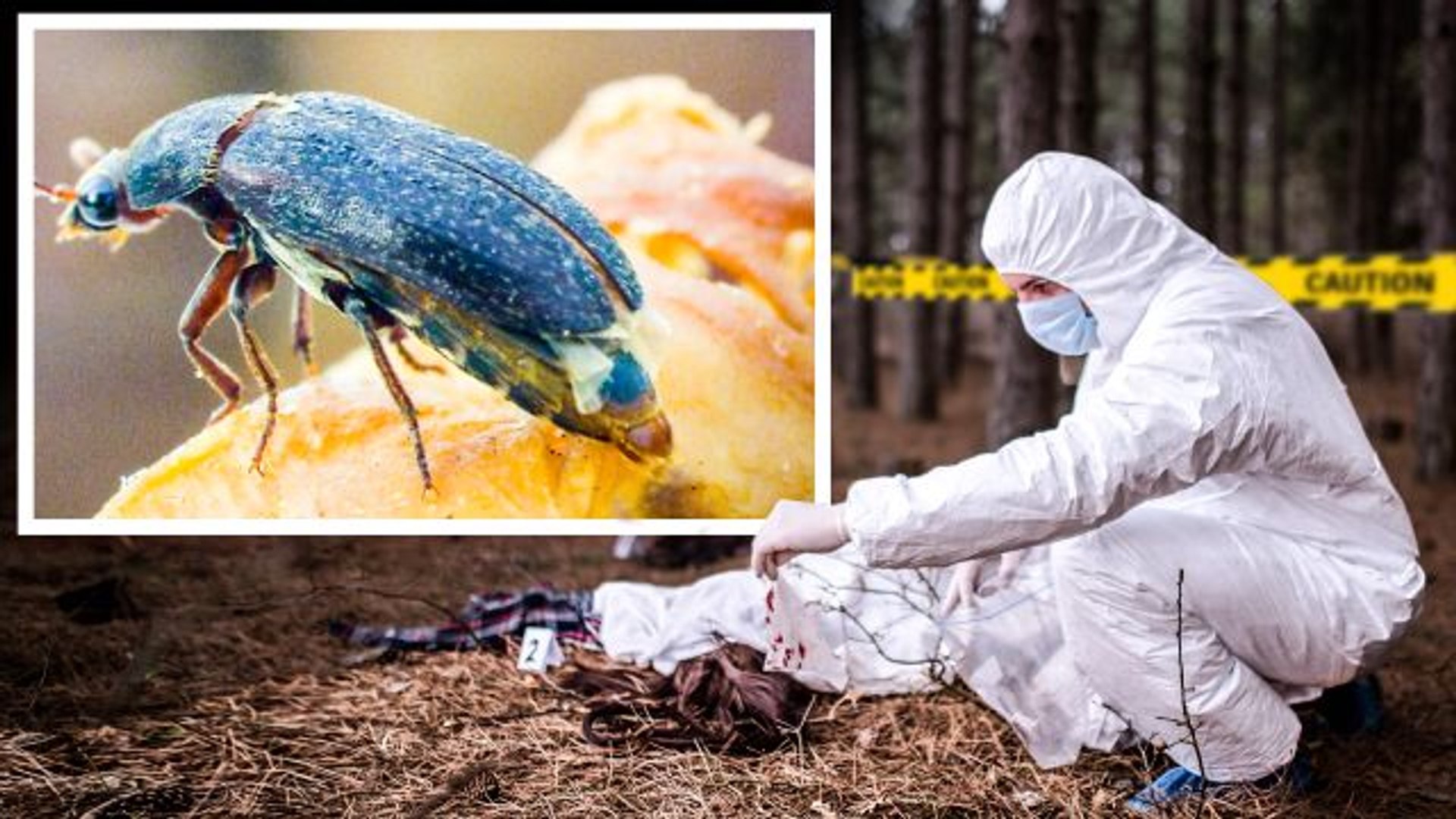 How Entomologists Use Insects to Solve Crimes - video Dailymotion