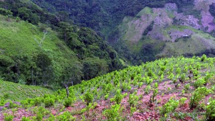Colombia rompe récord histórico de narcocultivos: 204.000 hectáreas en 2021