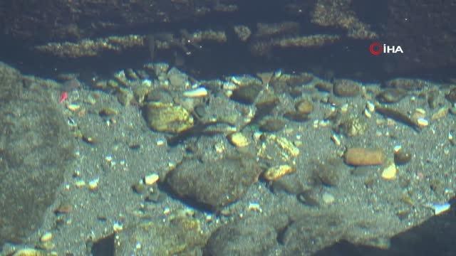 Kırıkkale gündem haberleri... Evliya Çelebi'nin Seyahatnamesi'nde bahsettiği su kaynağında balıklar gün yüzüne çıktı