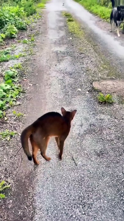 Cats daring dog scared....