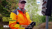 Euronews Witness: Haldokló erdők Európában