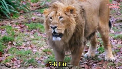 Gorilla Vs Lion- Lion Vs Gorilla   गोरिल्ला और शेर की लड़ाई में कौन जीतेगा