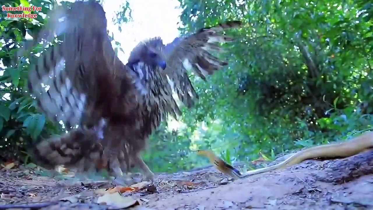 The best of eagle attack on human's and animal's 2021  ईन्सानो पर हमला   Top 10 best eagle attack