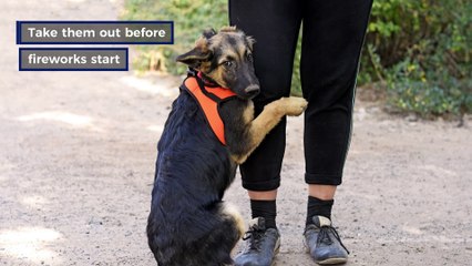 Top tips  to prepare your pets  for fireworks season