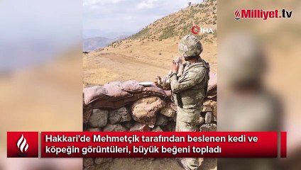 Mehmetçiğin baktığı kedi ve köpeğe sosyal medyada büyük ilgi